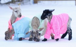 lambs get wooly sweater
