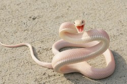 Beautiful-white-snake